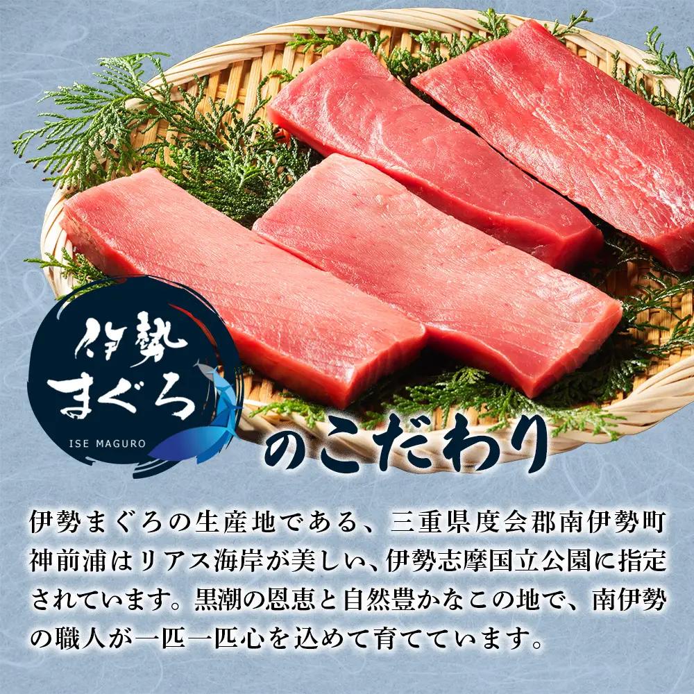 【 冷凍 】本マグロ 赤身 トロ身 約700g ブルーフィン三重 【 本鮪 】