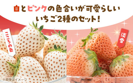淡雪・こころの色 白いちごプレミアム 計440g（220g×2パック） 【岸川農園】[IAP045]