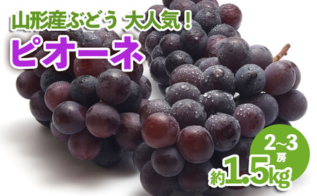 山形産 ぶどう 大人気！ピオーネ 約1.5kg 【令和8年産先行予約】FU23-537 くだもの 果物 フルーツ 山形 山形県 山形市 2026年産
