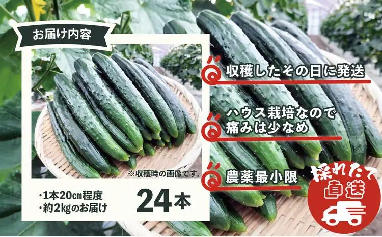 キュウリ 採りたてシャキ旨！24本　60P3231【ひない渡辺農園しどけ村】