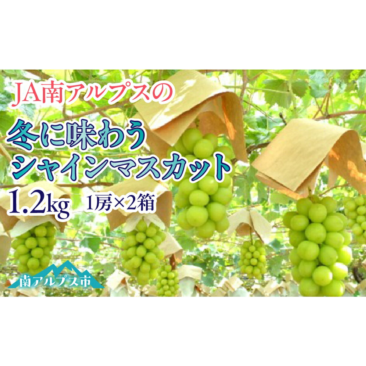 【ふるさと納税】 【2026年度先行予約】冬に味わうシャインマスカット1.2kg ふるさと納税 シャインマスカット ぶどう 葡萄 果物 フルーツ おすすめ 山梨県 南アルプス市 送料無料 ALPAA040