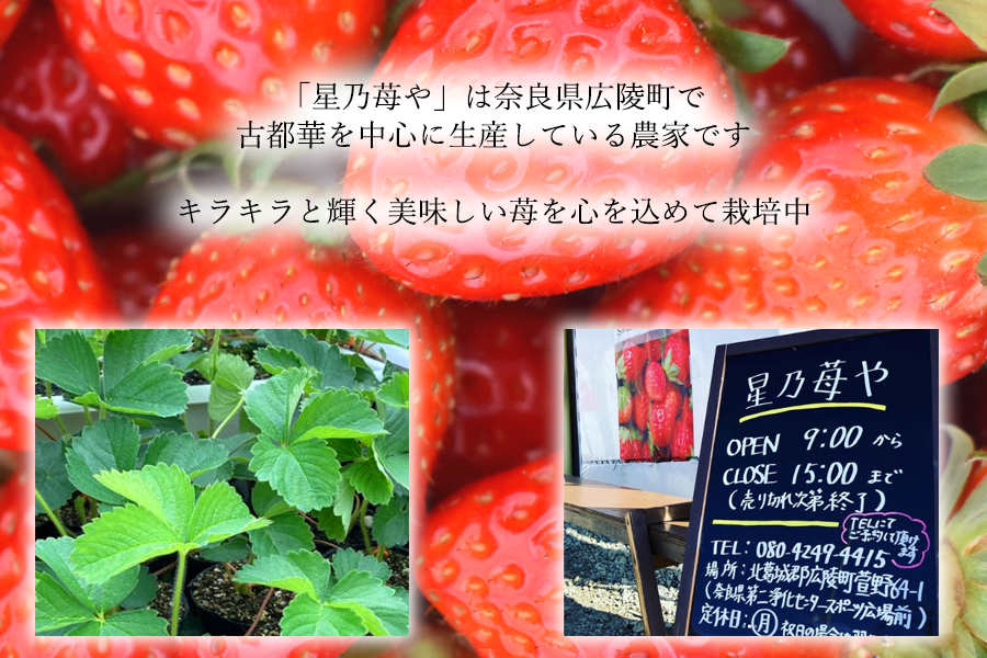 【先行予約】【古都華】2パック 2026年2月発送 ///苺 いちご イチゴ ストロベリー  古都華 奈良 奈良県 広陵町 生産者直送  直送 厳選 数量限定 旬 フルーツ 甘い 完熟 果物