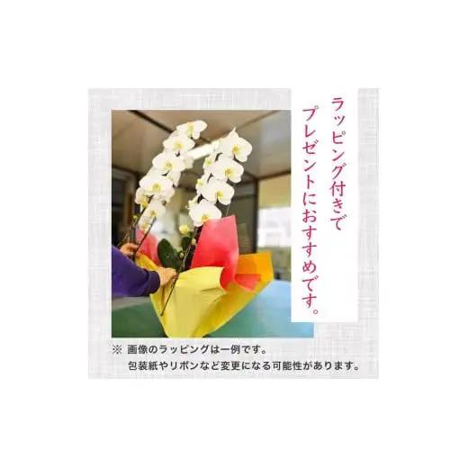 【定期便3ヶ月】 胡蝶蘭 5本立て ピンク スタンダード 花 はな お花 日付指定 記念日 お祝い プレゼント ギフト 贈答 贈り物 選べる カラー ラッピング 鉢花 鉢植え 洋蘭 洋ラン 冠婚葬祭 