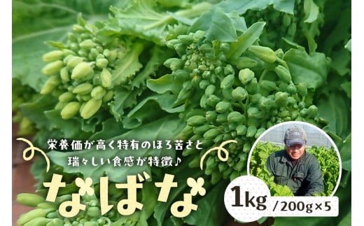 【先行受付 2024年12月中旬～2025年3月上旬発送予定】菜の花/ナバナ 1kg mi0039-0017 【緑黄色野菜 栄養 旬野菜 季節野菜 食物繊維 おひたし 漬物】