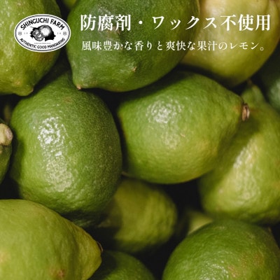 【防腐剤・ワックス不使用】愛媛県産グリーンレモン【D70−48】【1550660】