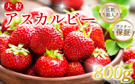 いちご 800g 大粒 5L アスカルビー 化粧箱入【いちご】