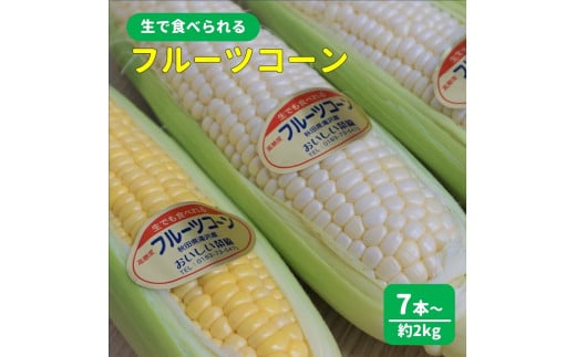 夏限定・生で食べられる完熟とうもろこし[B3101]