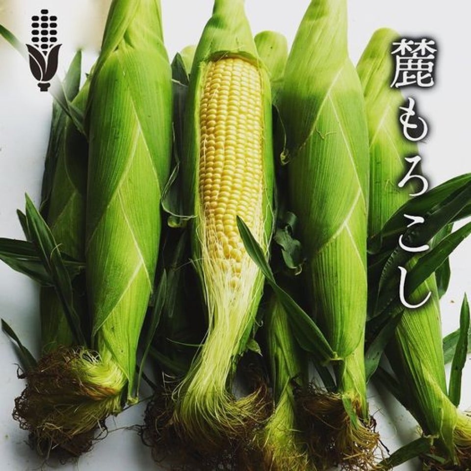 
            【令和7年産】早朝2時収穫！鮮度抜群！ 朝採り とうもろこし「 麓もろこし 」10kg (21本入り) 
          