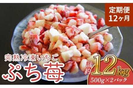 いちご 【12ヶ月定期便】冷凍いちご 1㎏ (500g×2パック) 「ぷち苺」園村苺園 熊本県産冷凍いちご 宇城市産冷凍いちご 九州産冷凍いちご 