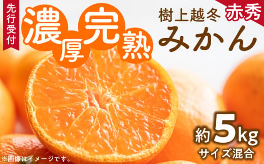 ZD6196n_【2026年先行予約】【濃厚・まろやか】樹上越冬 完熟 みかん 5kg (2S～Mサイズ混合・秀品)