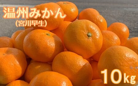 【期間限定・2024/12/5まで】宮川早生みかん10kg / 和歌山県 温州みかん ミカン フルーツ 果物 柑橘 田辺市 【ike004-1】