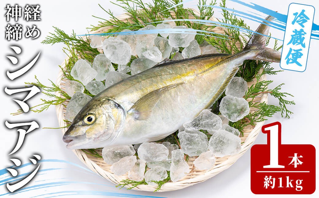 
            【ふるさと納税】鮮魚 シマアジ (1本・約1kg) 鯵 アジ あじ しまあじ 獲れたて 神経締め 塩焼き 刺身 魚介 海鮮 【opba011】【海べ】
          