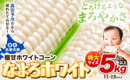 【先行予約】 受付中  とうもろこし ホワイトコーン 「 なよろホワイト 」 5kg 以上 11～13本  《2026年8月上旬-9月中旬頃出荷》特大 サイズ北海道 朝採り 真空予冷 冷蔵 高糖度 ピュアホワイト トウモロコシ ギフト お中元 コーン　なよろホワイト　名寄ホワイト　TVで紹介