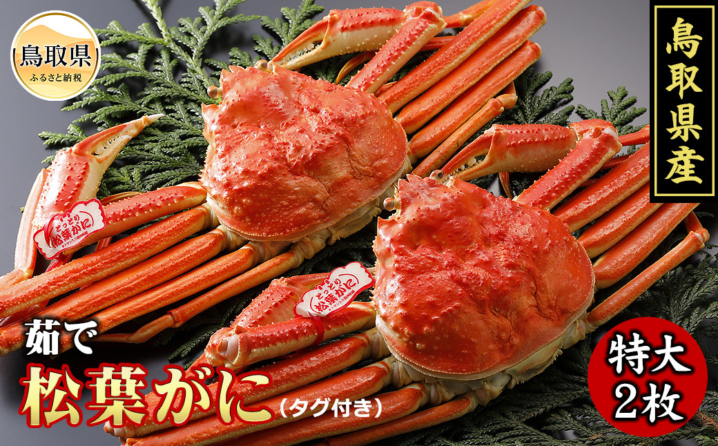 
                  鳥取県産　浜茹で松葉がに　特大2枚（タグ付）【期間限定】_T2600092 ふるさと納税 鳥取 かに カニ 蟹 海鮮 海の幸 冬の味覚 数量限定
                