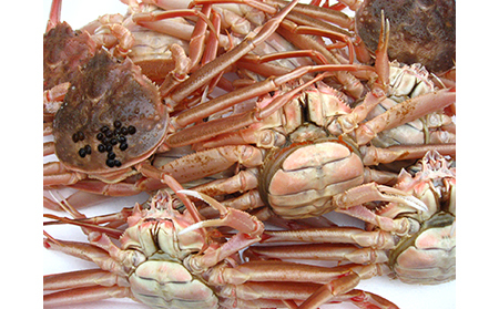 【22032】鳥取網代港【訳あり】活！絶品セコガニ1kgセット【さかなや新鮮組】