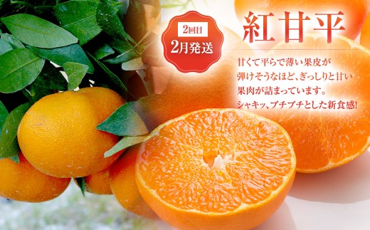 [ 定期月指定3回 ] 紅コレクション（ 紅まどんな ／ 紅甘平 ／ 紅プリンセス ）  果物 柑橘 食べ比べ 定期便 ブランド柑橘 愛媛県産 みかん  【 2026年12月上旬～2027年4月下旬発送予定 】（1247）