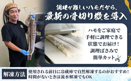 産地直送！ハモ 肉厚ハモ 300g《7月上旬-9月末頃出荷》熊本県 葦北郡 津奈木町 平国丸 旬 旬の魚 鰻 鱧 湯引き 天ぷら 新鮮 肉厚