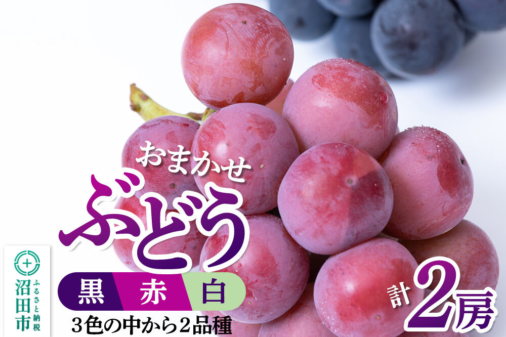 沼田市産 ぶどう 2房セット（黒・赤・白から品種おまかせで2種）ぶどう農園 ラ・テール [葡萄 ぶどう ブドウ]