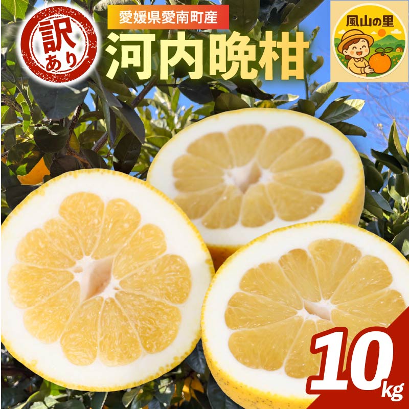 【ふるさと納税】 訳あり 河内晩柑 10kg 家庭用 フルーツ 果物 くだもの 柑橘 愛南ゴールド 和製 グレープフルーツ みかん mikan 蜜柑 ミカン かわちばんかん 愛南ゴールド 産地直送 農家直送 ギフト プレゼント 贈答用 特産品 愛媛県 愛南町 風山の里 石川健一