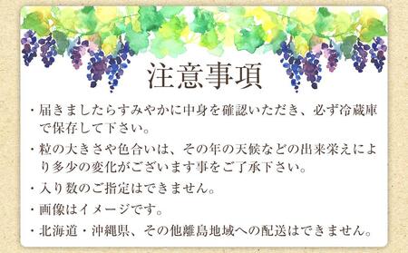 【新鮮・産直】和歌山かつらぎ町産たねなしピオーネ約1.2kg★2024年8月下旬頃より順次発送【TM126】