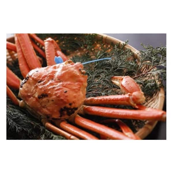 【ふるさと納税】【先行予約】【kinosaki spa&gardens　湯楽使用】タグつき選べる松葉ガニ　釜茹で or 活　800g or 1kg / /ズワイガニ カニ ボイル 蟹 茹で 松葉がに 松葉蟹 松葉ガニ タグ 付き 蟹 かに 予約