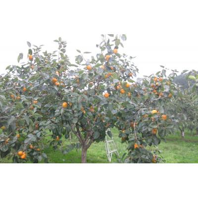 ふるさと納税 石岡市 【先行受付】富有柿L　秋の果物　茨城の柿(16玉程度) |  | 01