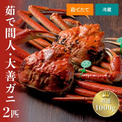 ふるさと納税 京丹後市 蟹の匠 魚政の京丹後市産　未冷凍　茹で間人ガニ大善ガニ　特選　大サイズ　2匹(年内発送)