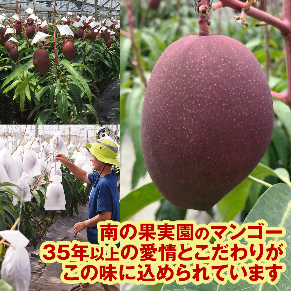 【2025年発送】南の果実園　マンゴー1kg_イメージ3