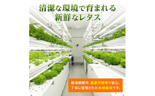 新鮮なレタスを6個セットでお届け