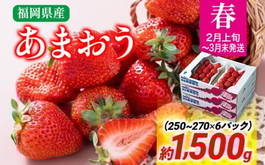 【春】あまおう 約1500g いちご 苺 果物 冷蔵 送料無料 イチゴ ※北海道・沖縄・離島は配送不可 大木町産 南国フルーツ CO004