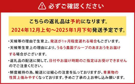 【アフター保証】うるう農園 あまおう DX等級 2パック （約570g）【2024年12月上旬～2025年1月下旬発送予定】 いちご イチゴ 苺 フルーツ 果物