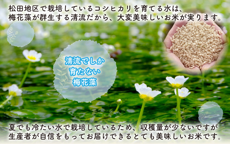 【通常販売】令和8年産 梅花藻が群生する清流で育てたコシヒカリ（玄米 10kg×1袋）3か月定期便 計30kg ※2026年9月10日以降順次発送予定[C-040009]
