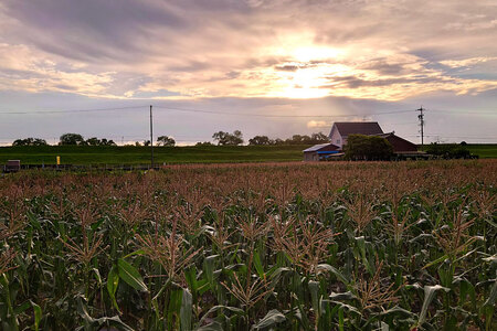 【期間限定発送】夢のような美味しさ！生食可能 高糖度 とうもろこし ドルチェ・ドリーム 5kg (9～12本) [桑高農園 静岡県 吉田町 22424251]