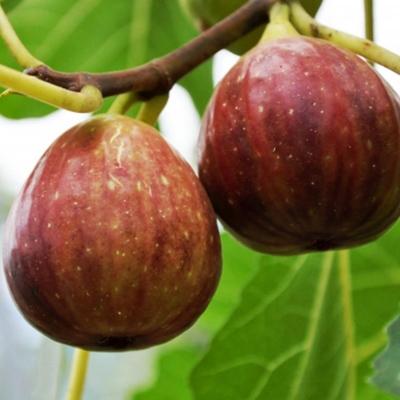 ふるさと納税 紀の川市 【厳選・産地直送】和歌山紀の川産の完熟濃厚いちじく400g×4パック入り |  | 02