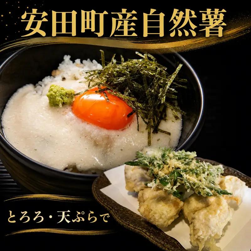 安田町産 自然薯1.5kg 自然薯 とろろ JN-05