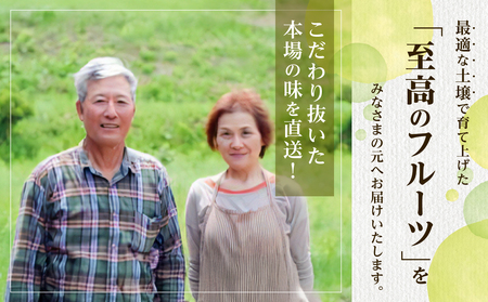 【2026年発送分　先行受付開始！】びぜん葡萄「オーロラブラック」（露地栽培）1房入（令和8年8月中旬～9月中旬頃発送）【 岡山県備前市産 オーロラブラック 露地栽培 1房 約600ｇ前後 】