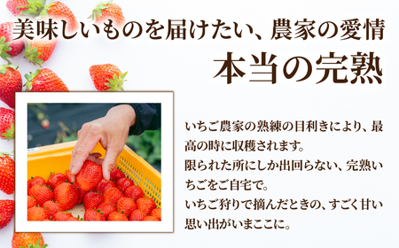 いちご【2月以降発送】やよいひめ×ミルキーベリー ギフト 900g | イチゴ 栃木県 茂木町