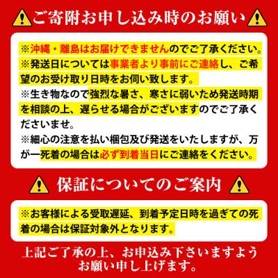 ふるさと納税 肝付町 ヘラクレスオオカブト 成虫ペア オス(120mm台) メス(フリーサイズ)　C76001 |  | 02