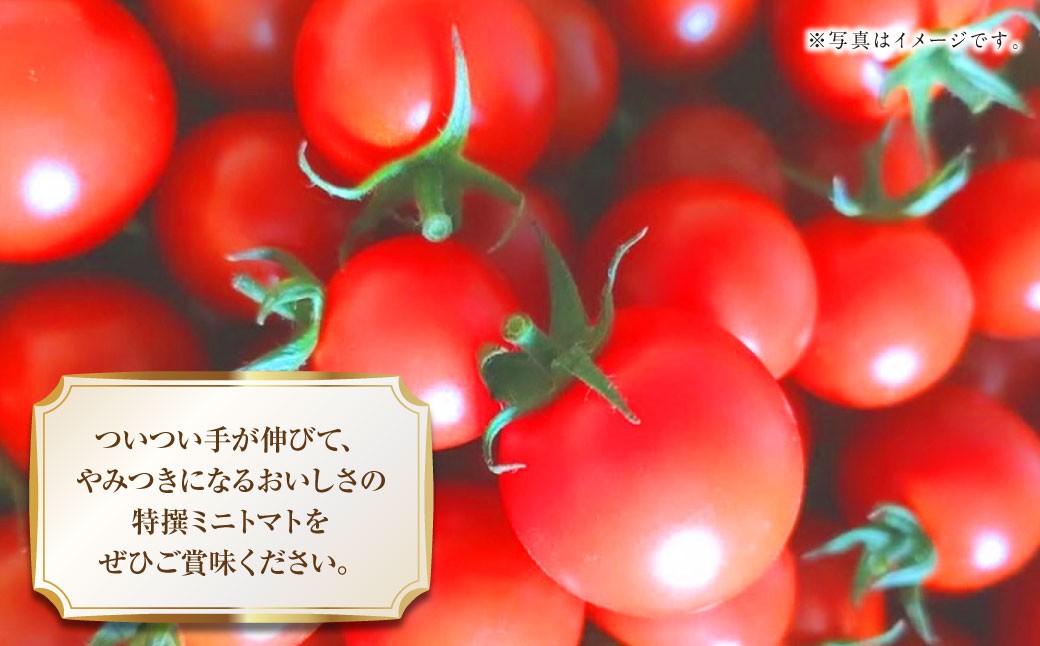 『まるでフルーツのような特選ミニトマト』 約3kg