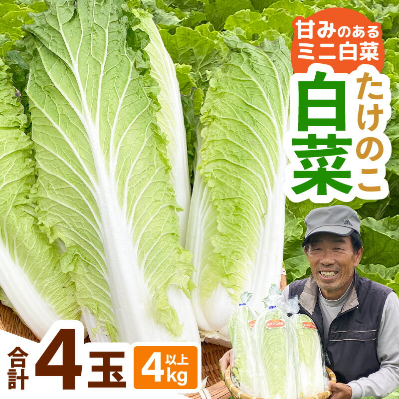 【ふるさと納税】【先行予約】甘みのあるミニ白菜！「たけのこ白菜」4玉（1玉 約1kg）合計4kg以上【2026年10月下旬より順次発送予定】 【産地直送 野菜 冷蔵 ミニ白菜 生野菜 鍋もの野菜 サラダ野菜 スープ 炒めものベジタブル ミニサイズはくさい 調理しやすいヤサイ】