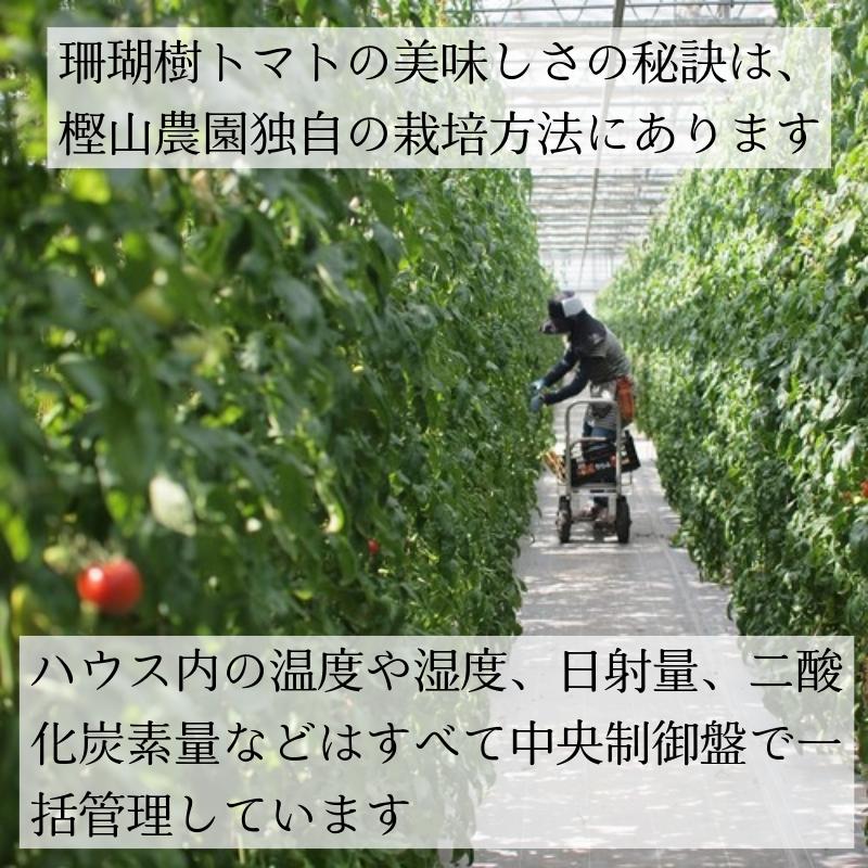 【2026年先行予約】 訳あり 珊瑚樹トマト約1.5kg 2026年5月発送 甘い トマト フルーツトマト 野菜 やさい 国産 産地直送 旬 新鮮 ソース 調味料 ケチャップ サラダ 美容 健康 お取