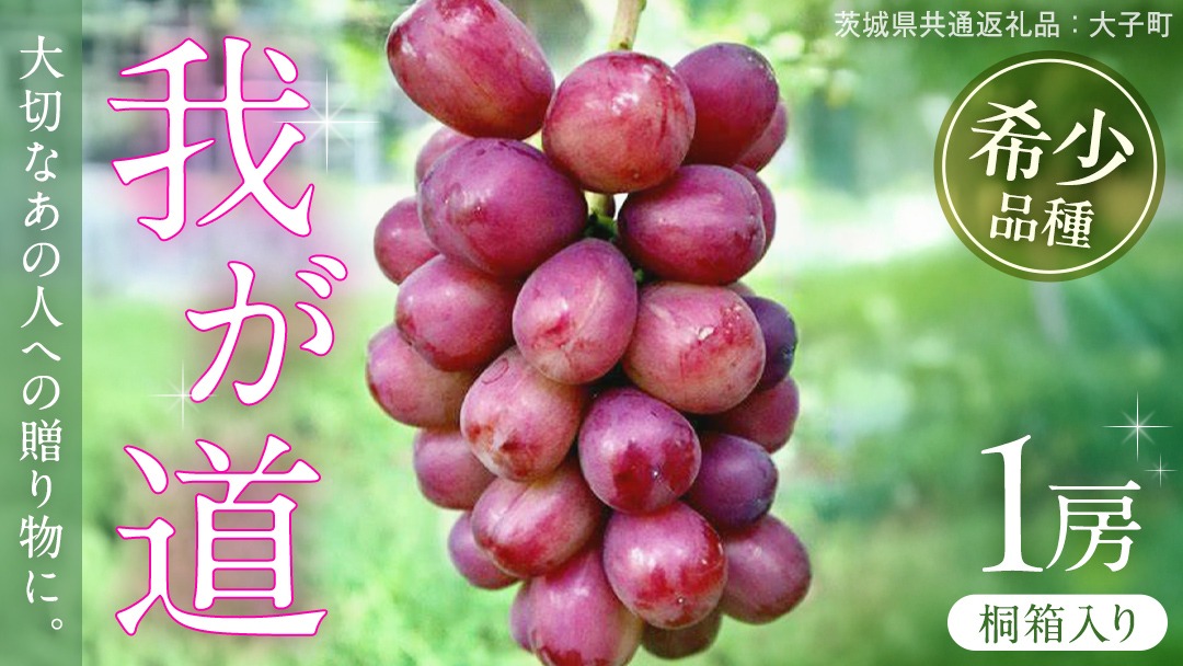 【桐箱入り】 我が道 １房【2026年9月上旬発送開始】(茨城県共通返礼品：大子町) シャインマスカット ウインク 葡萄 ブドウ ぶどう 果物 フルーツ 希少 新品種 贈答用 贈り物 ギフト プレゼント