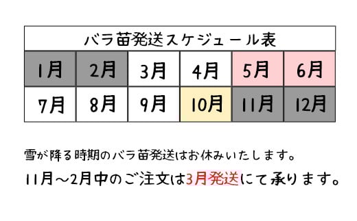 <園長セレクト♪>花巻温泉バラ園で育った「バラ中苗」5号サイズ -園長におまかせ-<2026年3月より発送> 【1856】