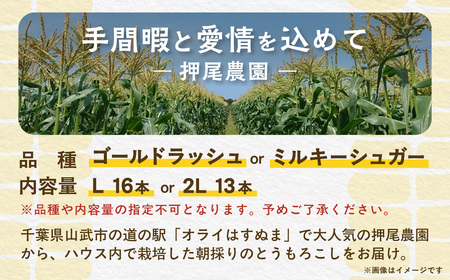 【先行予約】【発送期間は５月中旬～５月下旬】地元の道の駅オライはすぬまで大人気の農家から直送! ジューシーではじける食感が特徴! 朝採り とうもろこし SMCW001 SMCW001