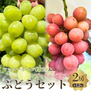 【先行予約】【数量限定】おすすめ感謝 セット ぶどうセット マッターホルン ブーゲンビリア 2房 詰め合わせ 葡萄 ぶどう ブドウ 食べ比べ フルーツ 果物  旬の果物 大阪 大阪府 岸和田市