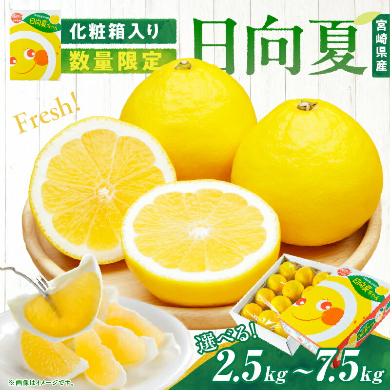 【ふるさと納税】≪内容量が選べる≫ 先行予約 日向夏 化粧箱入り 期間限定 数量限定 果物 フルーツ くだもの 柑橘 みかん 令和8年発送 ジュース フルーツサンド おやつ デザート 国産 食品 おすすめ ギフト 贈り物 贈答 おすそ分け お祝い お返し 宮崎県 日南市 送料無料