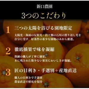 不知火+清見 愛媛人気2品種食べ比べ【各2kg】【D70-133】【1684456】