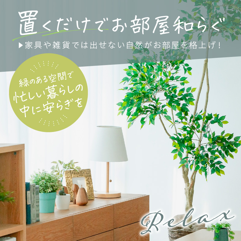 緑の匠が選んだ観葉植物 素敵な空間づくりに ゲットウ( 観葉植物 ゲットウ 月桃 植物 贈り物 送料無料 )【B9-019】