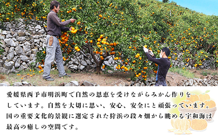 ＜夕焼け山農園 愛媛県西予市産 温州みかん 家庭用 約5kg＞『2026年10月上旬～12月下旬予定』果物 フルーツ ミカン 蜜柑 柑橘 なんかん 訳あり うんしゅうみかん ウンシュウ 特産品 愛媛県