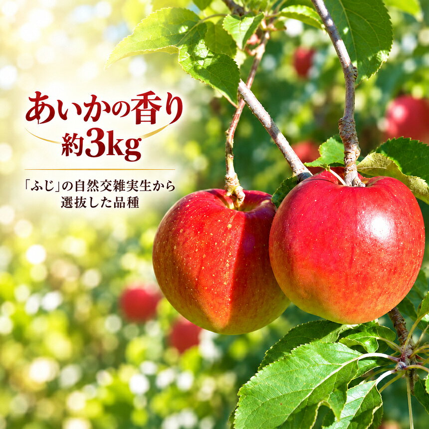 【ふるさと納税】 りんご 令和8年11月中旬発送 幻のりんご あいかの香り 選べる 約3キロ 約5キロ 信州が生んだ希少なりんごです（りんご・リンゴ・林檎） 与古美 伊那市 長野県 信州【012-93】
